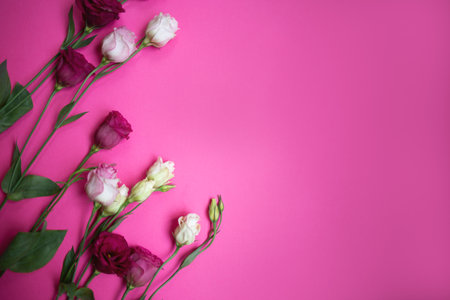 beautiful fresh white and pink eustoma flowers on a pink background.の写真素材