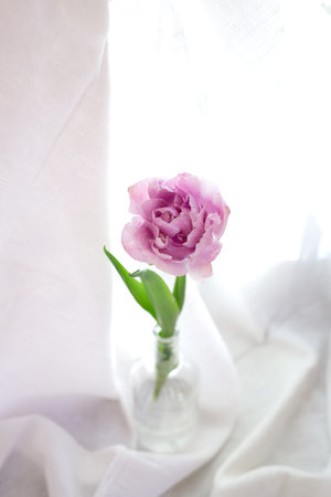 fresh beautiful peony purple tulip in a glass bottle on a white background. minimalistic design.の写真素材