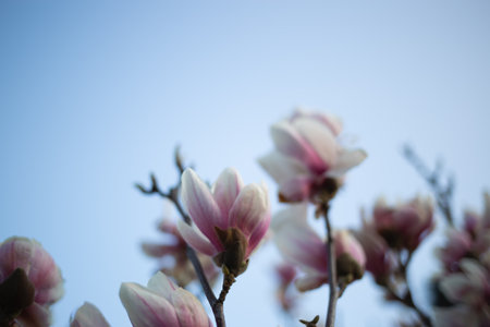 beautiful fresh blooming spring magnolia. selective focus, blur.の写真素材