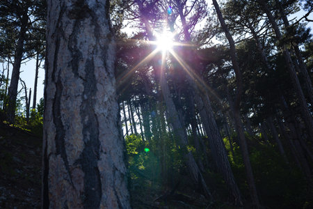 Forest of fresh green deciduous trees with the sun casting its warm rays through the foliage.の写真素材