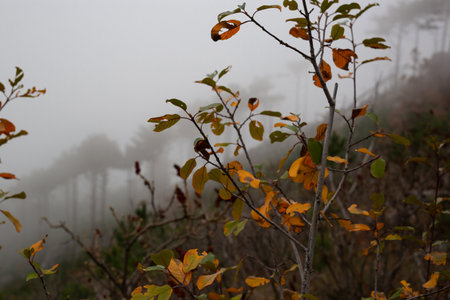 trees in the foggy forest. autumn landscape.の写真素材