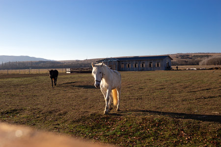 beautiful white horse in the animal pen at the ranch in the village.の写真素材