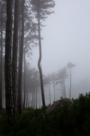 trees in the foggy forest. autumn landscape.の写真素材