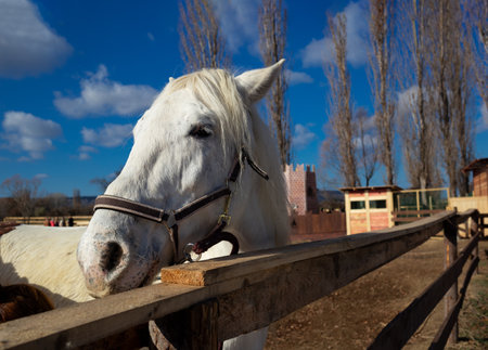 beautiful white horse in the animal pen at the ranch in the village.の写真素材