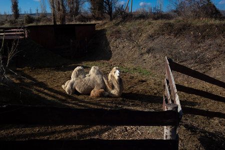 camel face close-up on a ranch in the village.の写真素材