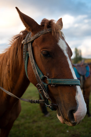 muzzle of an adult brown horse close up.の写真素材