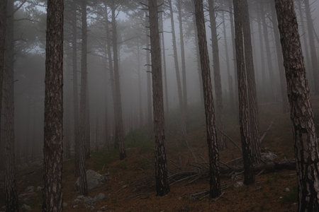 trees in the foggy forest. autumn landscape.の写真素材