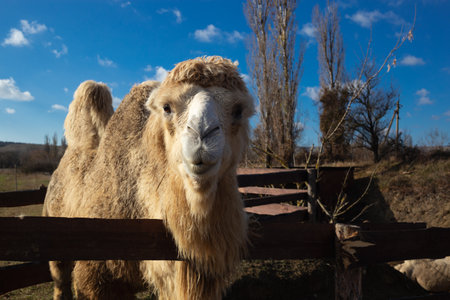 camel face close-up on a ranch in the village.の写真素材