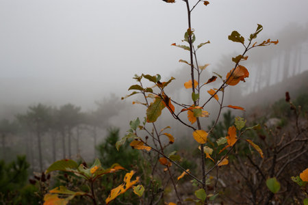 trees in the foggy forest. autumn landscape.の写真素材