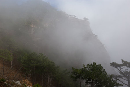 trees in the foggy forest. autumn landscape.の写真素材