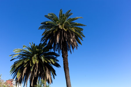 two beautiful green palm trees on the background of the skyの写真素材