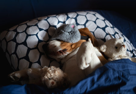 beagle dog lies in bed with soft toys in a sleep mask