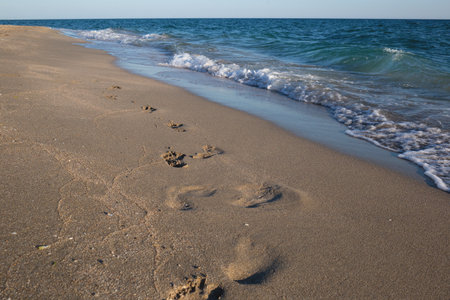 Footprints in the sand along a tranquil beach, with gentle waves lapping at the shore.の写真素材