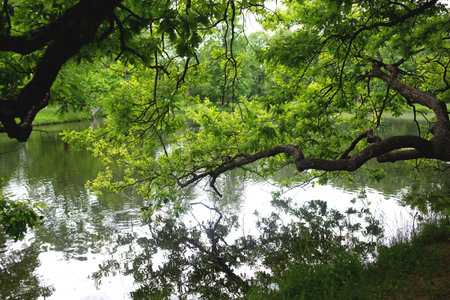 A tranquil pond view through lush oak branches, reflecting calm and serenityの写真素材