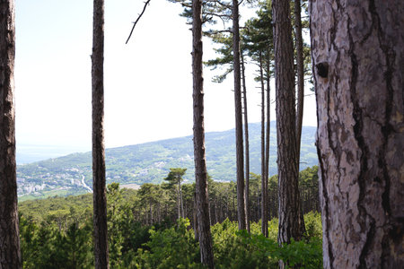 A stunning mountain view framed by tall pines, overlooking a distant valleyの写真素材
