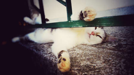Cat sleeping  on the porch