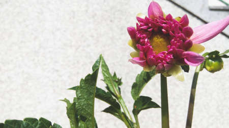 Flower close-upの写真素材