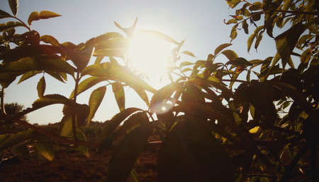 Sun ray through the branchesの写真素材