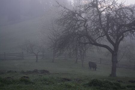 sunrise and fogの写真素材