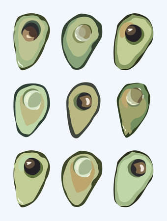 Avocado. Original simple illustration. Watercolor, oil painting. hand drawn vector. A whole avocado, cut into slices, half an avocado with the pit. Tropical summer exotic fruitsのイラスト素材