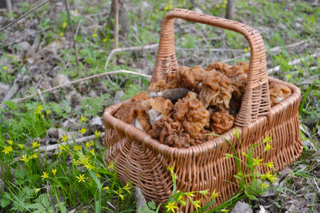 Mushrooms in the basket. Photo of a mushroom basket. Basket with mushrooms. The concept of...
