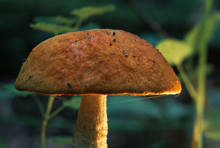 Mushroom forest. forest background. Boletus mushroom growing in the forest. Photo of brown mushroom...
