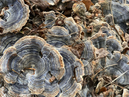 Trametes versicolor - Lingzhi mushroom.の写真素材