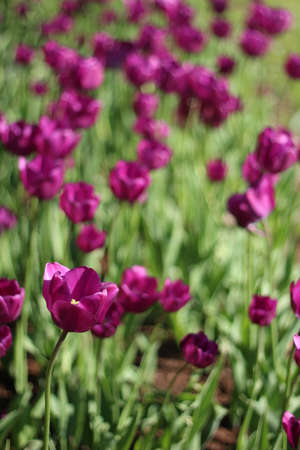 Botanical photography. Image of a lilac tulip against a blurred background of other flowers. Field of purple tulips in city parkの写真素材