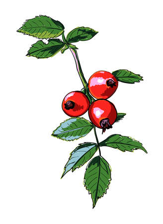Vector image of a branch of wild rose. Botanical sketch of red rose hips and green leaves. Bright berries are hand-drawnのイラスト素材