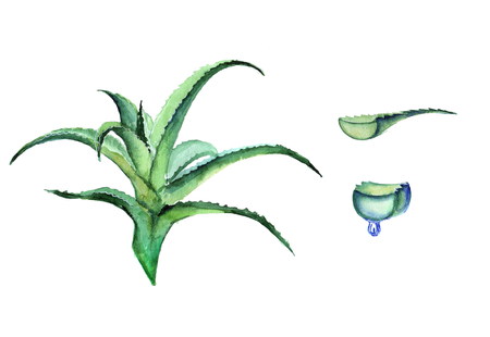 Aloe watercolorの写真素材