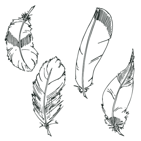 Hand drawn vector doodle Feathers. sketch for adult antistress coloring page, tattoo, poster, print, t-shirt, invitation, cards, banners, calendarsのイラスト素材