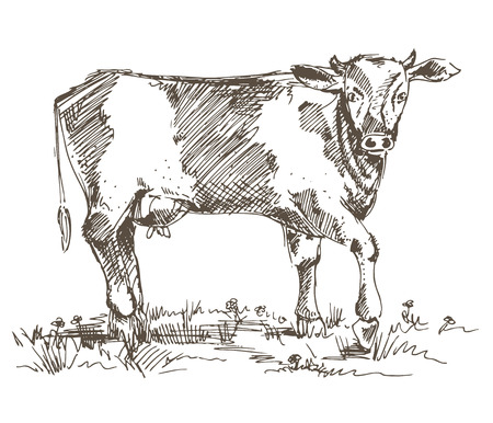 black and white cow hand drawn inkのイラスト素材