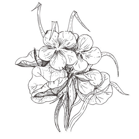 hand-drawn ink floral ornament with flowers nasturtium and leaves on white backgroundのイラスト素材