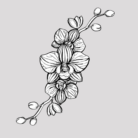hand drawn ink floral ornament with flowers orchid. vector eps 10のイラスト素材
