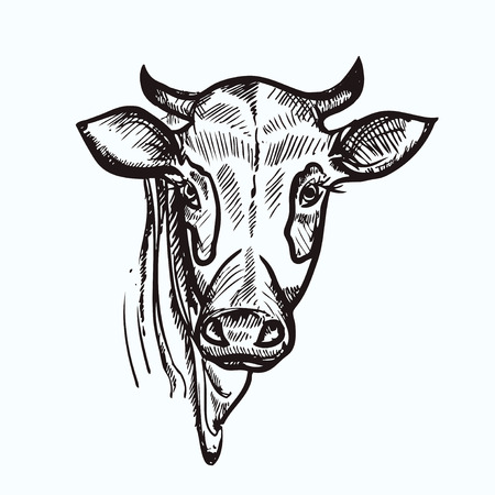 illustration black and white cow  ink.のイラスト素材
