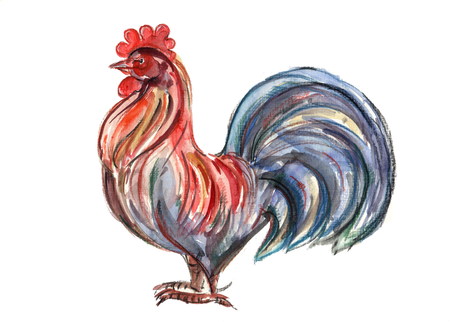 hand drawn watercolor cock isolated on white backgroundの写真素材