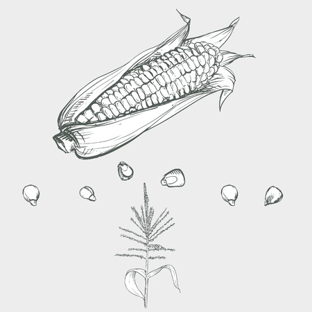 Hand drawn vector illustration set of corn, grain, stalk. sketch. Vector eps 8のイラスト素材