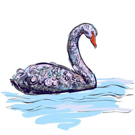 hand drawn color black swan on white background. Design for poster, print, t-shirt, banners, flyers. vector eps 8.のイラスト素材