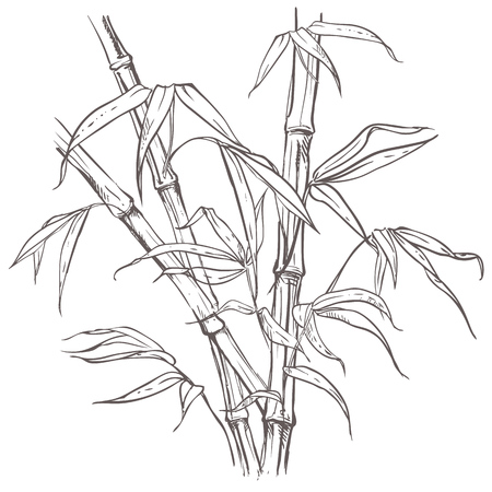 Hand drawn illustration with bamboo stalk and leaves. vector eps 8のイラスト素材