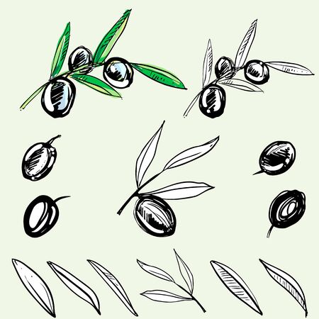 hand drawn ink olive branch. vector eps 8のイラスト素材