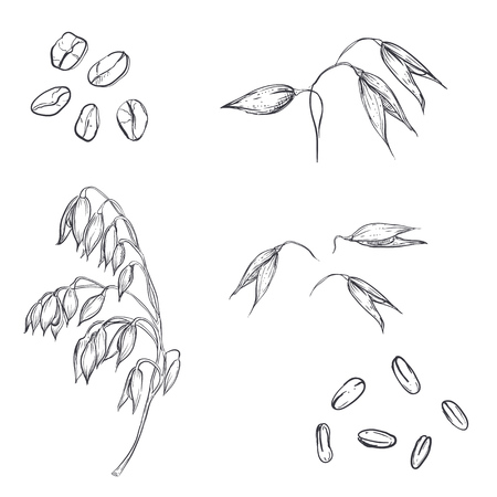 Hand drawn set of oats, oatmeal, oat grain. sketch. Vector eps 8のイラスト素材