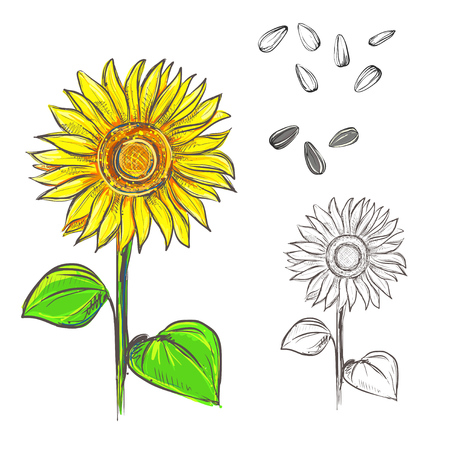 Hand drawn vector illustration set of color and monochrome sunflower, grain, seed. sketch. Vector eps 8のイラスト素材
