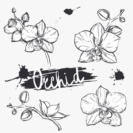 hand drawn set illustrations silhouette of orchid. sketch. vector eps 8の写真素材