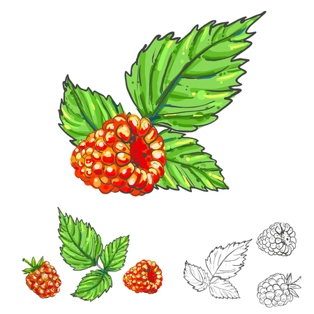 Hand drawn vector illustration set of color and monochrome raspberry, leaf. sketch. Vector eps 8のイラスト素材