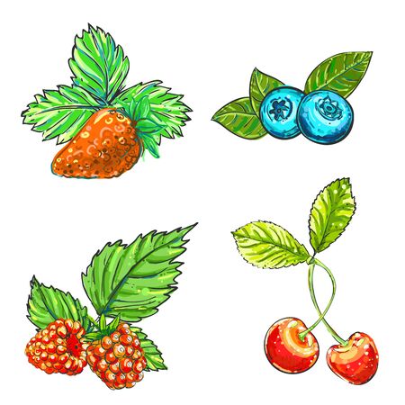 Hand drawn vector illustration set of color raspberry, blueberry, strawberry, cherry. sketch. Vector eps 8の写真素材
