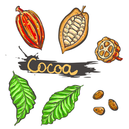 Hand drawn vector illustration set of color cocoa, leaf, bean. sketch.のイラスト素材