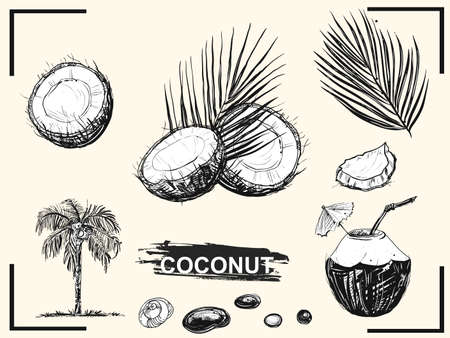 Detailed hand drawn ink black and white illustration set of coconut, leaf and palm.のイラスト素材