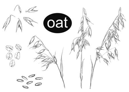 Detailed hand drawn ink black and white illustration set of oat, grain, oatmeal, leaf. sketch. Vector.のイラスト素材