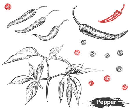 Hand drawn illustration set of chili pepper, capsicum, branch, leaf.のイラスト素材