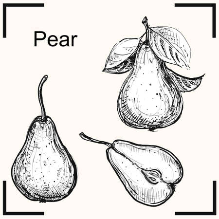 Detailed hand drawn ink black and white illustration of pear. sketch. Vector eps 8のイラスト素材
